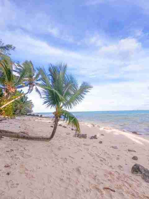 Photogenic palm tree on Titikaveka Beach