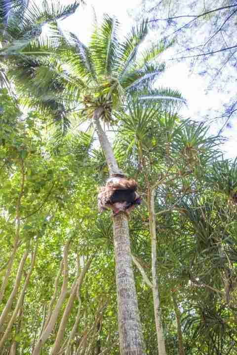 Crew climbed up a coconut tree in a heartbeat