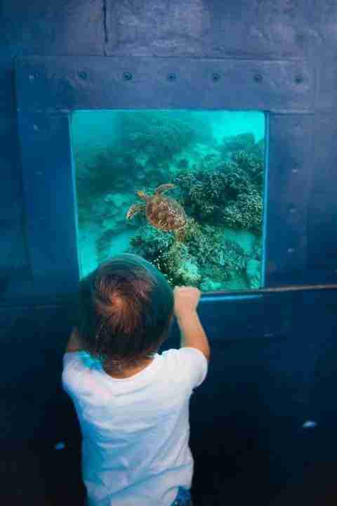 Toddler watching turtle from the sub