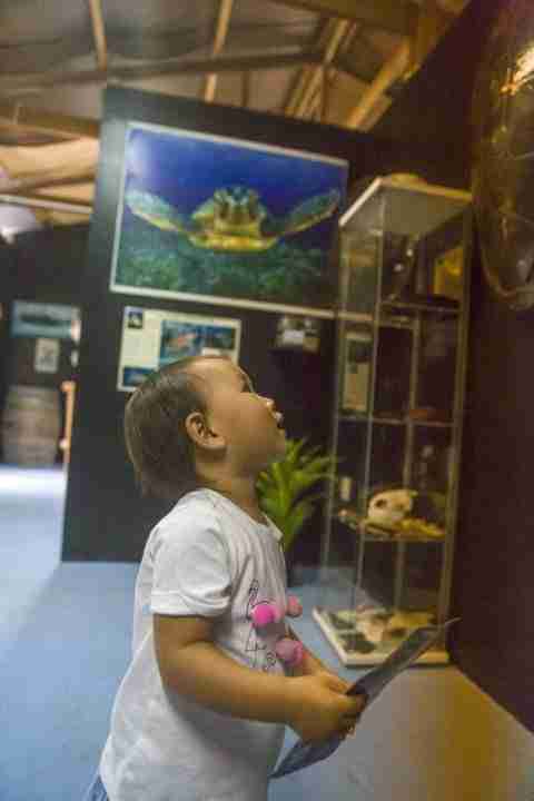 Toddler busy looking around the discover centre with turtle print in the background