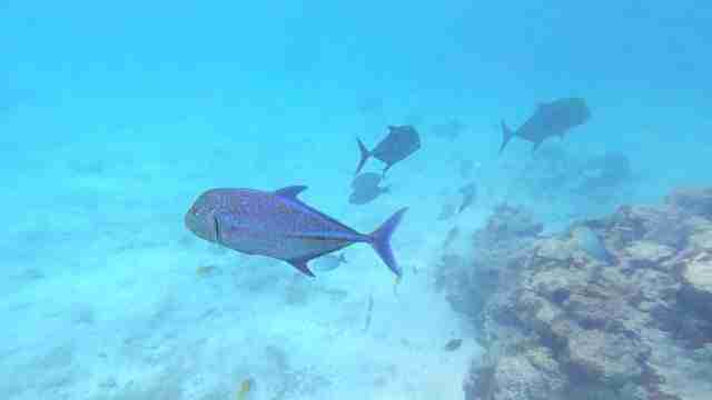 Underwater world of Rarotonga Cook Islands A Group Of Bluefin Trevally
