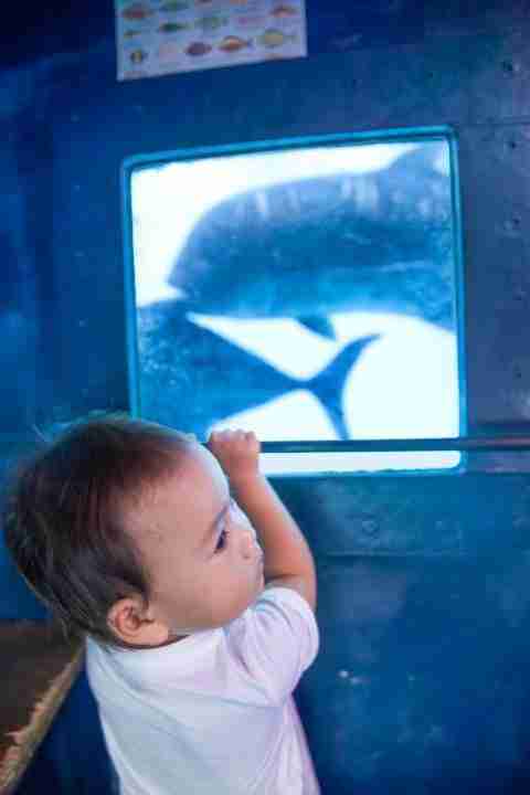 Toddler watching giant trevally up close in the sub just like diving